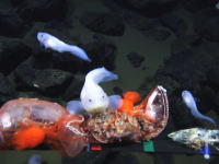 超深海魚。水深8178メートルという超深海でお魚の撮影に成功。世界最深映像記録。