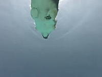 コーギー犬のバタ足  水中映像