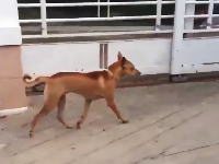 器用なワンコ。ベリーロール的なジャンプでフェンスの狭い隙間を通り抜ける犬。