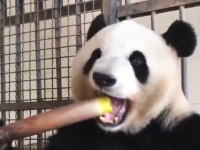【うまそ～】パンダがタケノコを  バリバリ食べる動画が大人気に