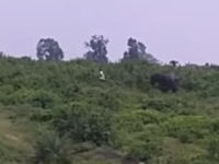 「象さんなう」野生の象と写真を撮りたくて近づいた男。踏み殺されてしまう。