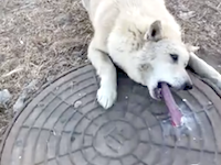氷点下のマンホールの危険性（動画）うっかりしたイヌが苦しむ事に・・・。