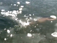 氷の下スイミングで出口を見失い死にかけた男のビデオ。（中国）