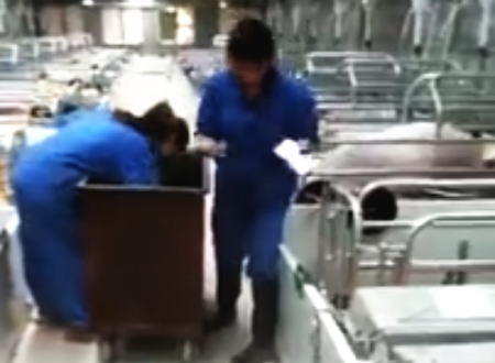 豚肉価格の下落で子豚たちを通路に叩きつけて殺してしまう中国のビデオ。