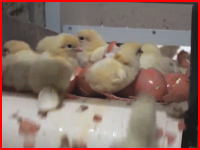 鶏卵業界の闇。雄のヒヨコは生まれた瞬間に処理される。ヒヨコシュレッダーの最新版がいやあああああ。