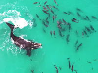 大きなクジラを相手に遊ぶイルカの群れをドローン空撮。オーストラリア。