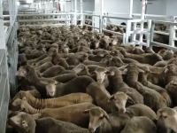 劣悪な環境で船輸送される羊たち。内部の隠し撮りビデオが公開され問題に。