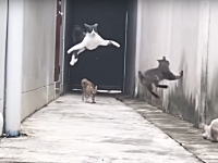 飛んで飛んで身をかがめて。このシロクロ猫の身のこなしが凄い9秒動画。スローモーションあり。