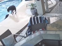 プールで溺れそうになっている仲間を救ったワンちゃんのビデオが人気に。