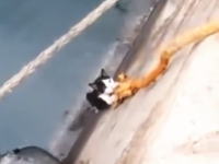 これは上手くいった。運河に落ちたネコをロープを使って救助したＧＪ動画。