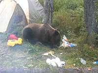 キャンプ地に現れた野生のクマさんと自撮りするロシア人の余裕っぷり。