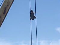 クレーンの巻き上げワイヤーを器用に上るアライグマさんが撮影される。
