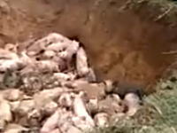 重機で生きたままのブタを埋めてしまう中国の動画。伝染病かしら？