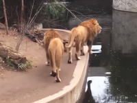 観客に気を取られていたライオンがｗｗｗ動物園で間抜けなライオンが撮影される。