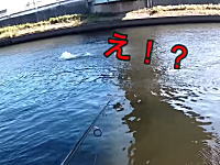 DQNワロタｗｗｗ隅田川で釣りをしていたら上からDQNが降ってきた。