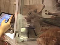 仙台市一番町のペットショップの子猫の扱い方が酷すぎるという動画が炎上中。