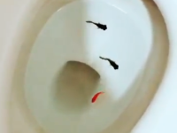 金魚すくいで取ってきた金魚をトイレに流す動画を投稿したツイッターが炎上中。