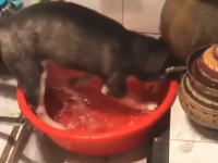 桶の水に大はしゃぎしていたハスキーの子犬がネコに怒られる映像がかわいい。