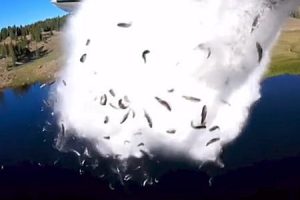 アメリカの魚の放流方法が豪快すぎるｗｗｗ飛行機から魚を空中投下する映像。