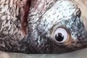 新鮮な魚に見せる為に目玉にシールを貼って販売していた魚屋が摘発される。
