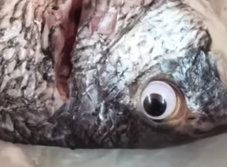 新鮮な魚に見せる為に目玉にシールを貼って販売していた魚屋が摘発される。