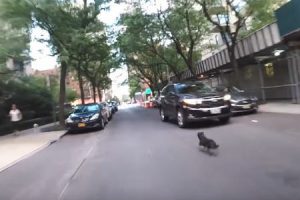 多くのニューヨーカーが道路を暴走するワンちゃんを助けようとするビデオ。