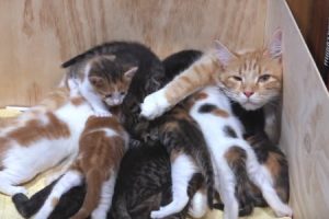 子育て大変すぎｗｗｗ赤ちゃんを14匹も産んでしまったママ猫はこうなる動画。