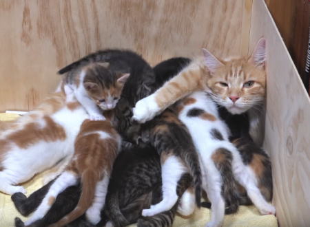 子育て大変すぎｗｗｗ赤ちゃんを14匹も産んでしまったママ猫はこうなる動画。