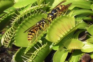 スズメバチを食いまくる食虫植物（ハエトリグサ）の映像が面白くてずっと見ていられる。