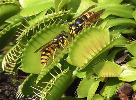 スズメバチを食いまくる食虫植物  の映像がおもしろい