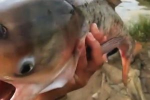 奇形。これはギョッ！とする奇妙な魚が釣れてしまった6秒動画。