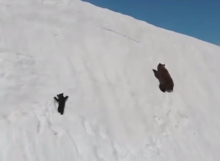 小熊「あああああ落ちるぅぅぅぅ」雪の絶壁を行くクマの親子の映像が話題に。