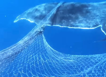 大きな漁網を引きずっていたザトウクジラを救ったダイバーたちの映像。