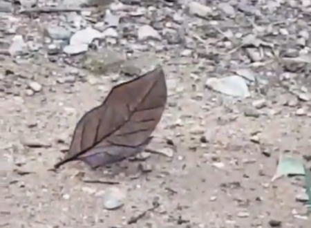 コノハチョウの隠蔽擬態（扮装擬態）ほんとすごいな。動かなければほぼ枯れ葉。