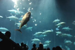 水族館のマグロが激突死！？葛西臨海水族園のマグロ事件2018の映像。