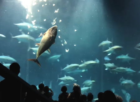 水族館のマグロが激突死！？葛西臨海水族園のマグロ事件2018の映像。