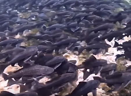 外来魚問題。フロリダでは熱帯魚のセルフィンプレコが大繁殖してお手上げ状態らしい。