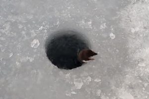 釣り人にゴハンをねだりに氷の穴から出てきたミズトガリネズミが可愛すぎるｗｗｗ