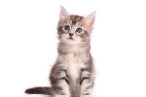 生まれたれの子猫が大人へと成長する10カ月の記録を19秒で。サバトラのメインクーン。