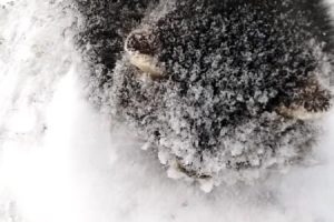 マイナス18度の路上でほとんど凍りかけていたコネコちゃんを自宅に連れ帰った動画に感動。
