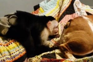 この動画今年一番ワロタｗｗｗｗｗ他人の肛門の匂いをどうしても嗅ぎたいお猿さんがｗｗｗ