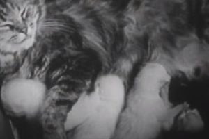 子猫の誕生。72年前に撮影されたネコ動画。母ネコの愛情は今も昔も変わらない。