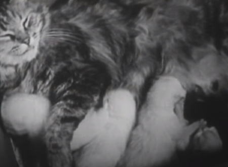 子猫の誕生。72年前に撮影されたネコ動画。母ネコの愛情は今も昔も変わらない。