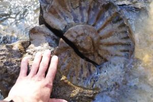大きなアンモナイトの化石がゴロゴロ見つかるお宝だらけの小川が発見される。