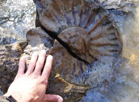 大きなアンモナイトの化石がゴロゴロ見つかるお宝だらけの小川が発見される。