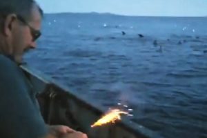 アシカの群れに爆竹を投げ込むカナダの漁師のビデオに批判が殺到する。