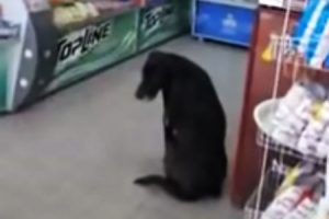 売店から段ボールをもらって自分で寝床を作る犬。ロサリオのバスターミナルに住むワンちゃんの動画が人気に。