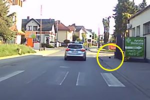 やさしい世界。道路を渡ろうとしているハリネズミを警護したパトカーの警官ＧＪ動画。