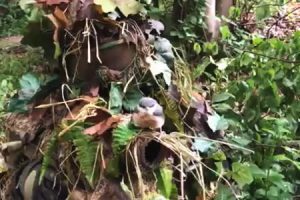 野鳥も普通に騙されるギリースーツのカモフラージュ効果ってこんなにすごい。という短い動画。
