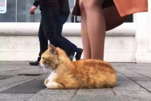 イスタンブールの野良猫は世界一幸せかもしれない。街行くみんなに愛される野良猫。